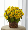 The FTD� Chrysanthemum