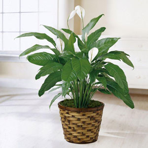 The FTD� Spathiphyllum
