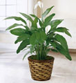 The FTD� Spathiphyllum