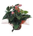 Anthurium