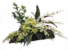 Arrangement of Orchids