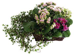 Arrangement of Plants