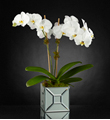The FTD� Elegant Impressions� Luxury Orchid
