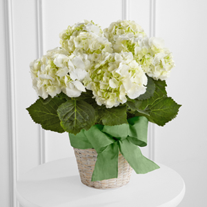 The FTD� White Hydrangea Planter