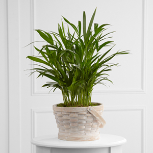 The FTD� Deeply Adored� Palm Planter