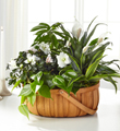 The FTD� Serene� Dishgarden