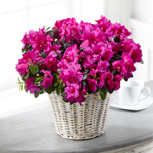The FTD� Fuchsia Azalea Plant