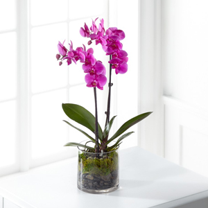The FTD� Pink Orchid Plant