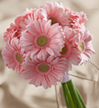 The FTD� Daisy Delight� Bouquet