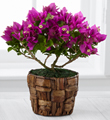 The FTD� Flowering Fuchsia Bougainvillea Plant by Better Homes and Gardens�- 4.5-inch